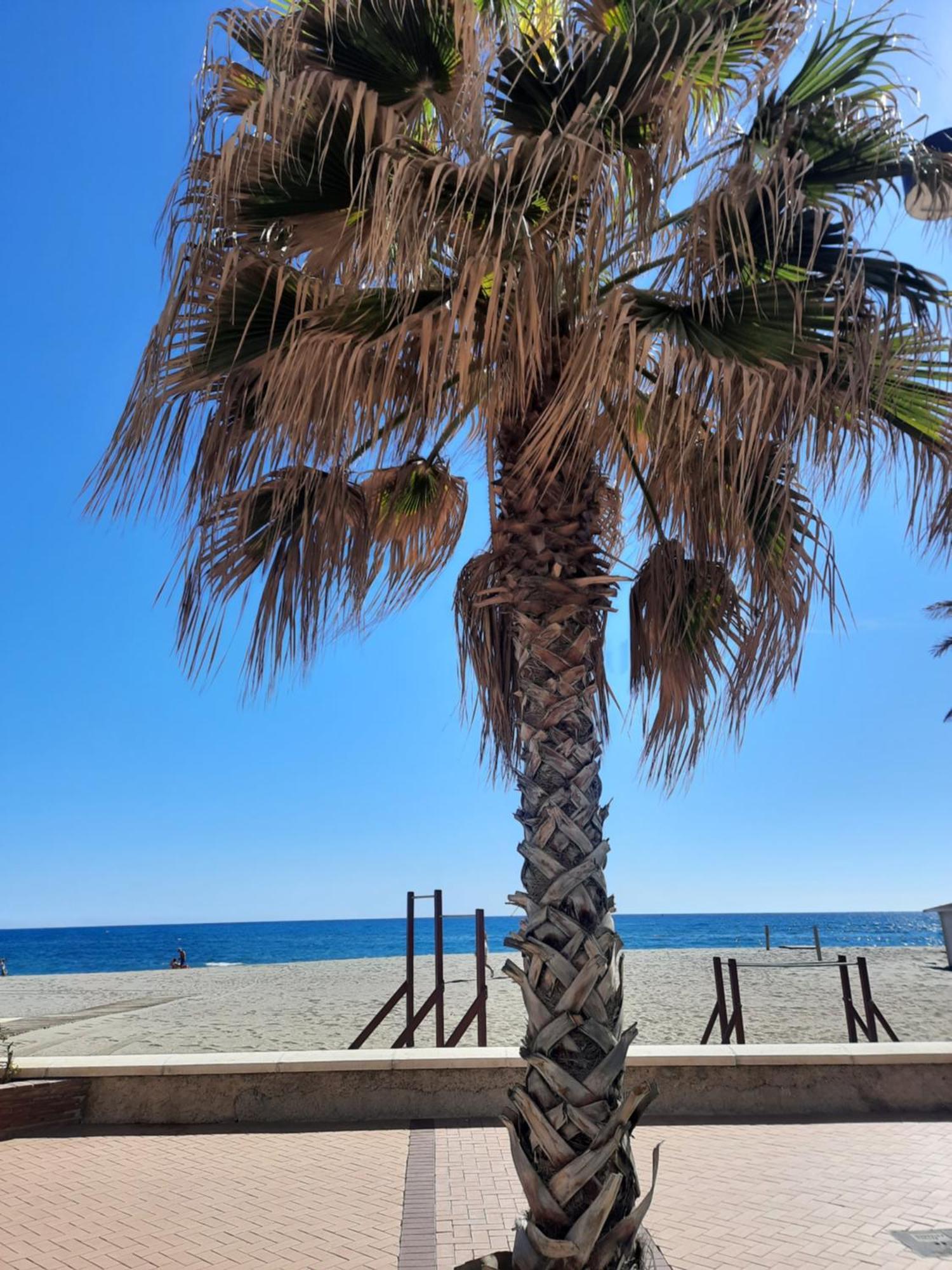Fuengirola Apartment Carvajal Front Line Primera Linea 外观 照片